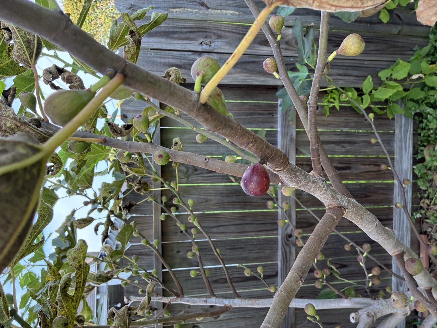 Ripe figs